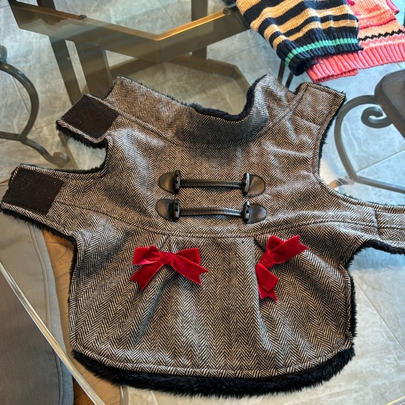 Puppies Beautiful and stunning winter coat - Picture 1 of 2